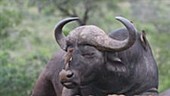 Cape buffalo with ox-pecker