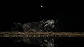 Cape buffalo chewing the cud