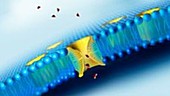 Aquaporins in cell membrane, animation