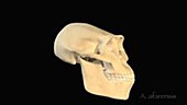 Hominin skull evolution, animation