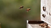 European honeybees in flight
