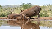 Wallowing warthogs