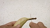 Preparing a banana stem for microscopy