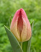 Zweifarbige Tulpe