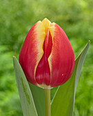 Tulipa Furand Flame