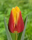 Tulipa Chieftain Dream