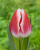 Rot-weiße Tulpe