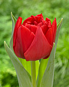 Tulipa 'Double Multi Redmar'