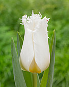 Tulipa Crispy Ice