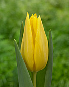 Tulipa Bolroyal Honey