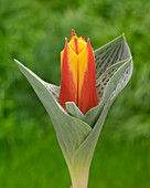 Tulipa Bonbini