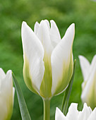 Tulipa 'Christmas Viri White'