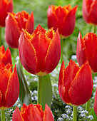 Tulipa I To Holland