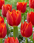 Tulipa 'I To Holland'