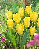 Gelbe Tulpen im Garten