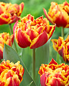 Tulipa 'Golddust'