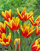 Tulipa Quidam