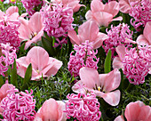 Hyacinthus 'Pink Pearl', Tulipa 'Sweet Sixteen'