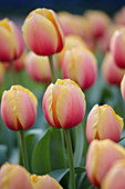 Tulipa 'Marit'