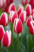 Tulipa 'Candy Apple Delight'