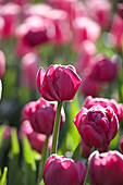 Tulipa Double Laysa