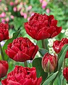 Tulipa Salcido