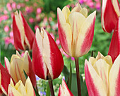 Tulipa Silk Surprise, Spring Surprise