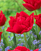 Tulipa 'Extension'