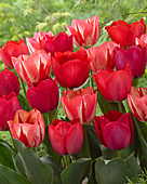 Tulipa 'Spryng Mix'