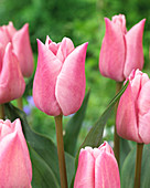 Tulipa 'Lasergame'