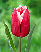 Tulipa 'Canasta'