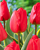 Tulipa 'Voyager'