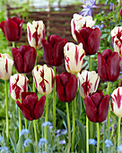 Tulipa Grand Perfection, Merida