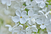 Detail von weißen Fliederblüten