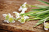 Double snowdrops on old wooden board