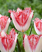 Tulipa 'Sweet Simone'