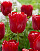 Tulipa Krasa