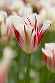 Tulipa Flaming Springgreen