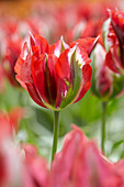 Tulipa 'Esperanto'