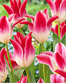 Tulipa Whispering Dream