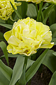 Tulipa Avant Garde