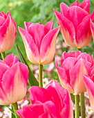 Tulipa 'Dynasty'