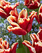 Tulipa 'Elegant Crown' ®