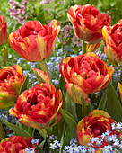 Tulipa Sundowner