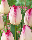 Tulipa 'Password'