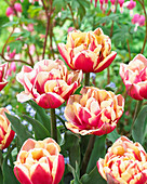 Tulipa 'Wirosa'