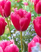 Tulipa 'Bellflower'