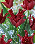 Tulipa 'Red Crown'