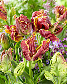 Tulipa 'Tefaf'