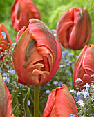 Tulipa 'Avignon Parrot'